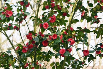 Camellia japonica flowers, in the garden.
