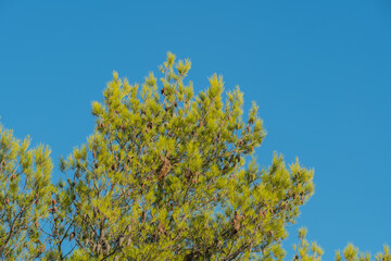 Fototapeta premium pine on the coast in Croatia