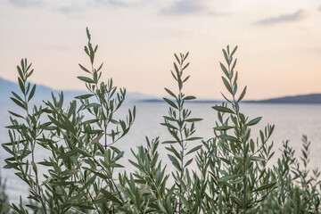 European olive tree on the coast in Croatia at sunset