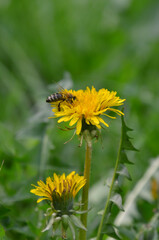 Honey bee on yellow dandelion eating nectar from flower.  Photo of bee pollinates dandelion flower on blurred spring greenery background . Free copy space