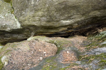 Huge stones in a spring pine forest, Skripino village Ulyanovsk, Russia. the stone in the forest. (Skrzypinski Kuchury)