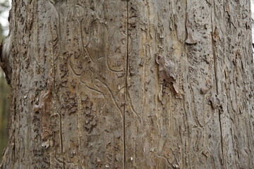 The texture of an old pine eaten by a bark beetle close-up in a spring pine forest, Skripino...