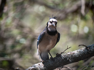 A bluejay perches on a branch of an oak tree and looks sternly at the viewer