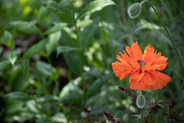 Beautiful blooming poppies in the summer garden