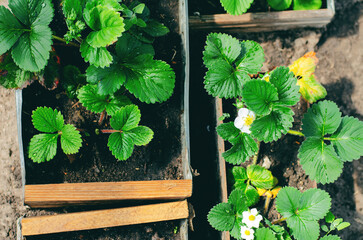 Fresh seedlings of strawberries in a greenhouse