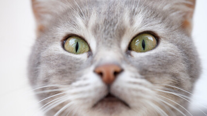 Beautiful muzzle of cat with green eyes closeup