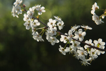 Bokeh flower Background. Cherry flowers on a branch in the backlight. Spring background