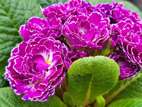 Chichewa with vivid colors in different sizes
