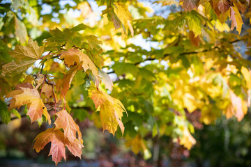 Close-up of multi-colored yellow, red, orange maple leaves on a tree. Autumn in the park.
