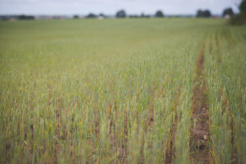 Large field with wheat in the countryside. Young green rye spikes in slender rows. Agriculture concept