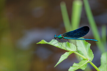 libellule demoiselle