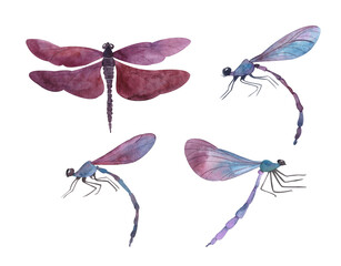 Purple dragonfly, watercolor insect drawing, handmade isolated on a white background, stylized dragonfly © Дарья Артемова