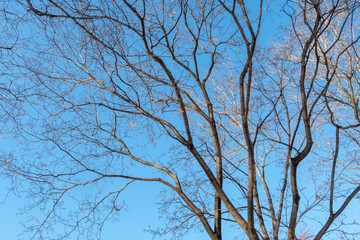 Tree branches against bright clear blue sky on sunny spring day
