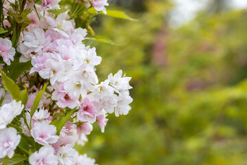 Blossoming sakura branch free space on the right