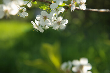 Bokeh flower Background. Cherry flowers on a branch in the backlight. Spring background