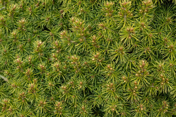 Juniper hedge texture as coniferous natural textured background.