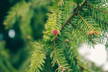 young red fir buds on spruce branches close up. spring season. Blossom fresh fir buds - healthy drug in alternative medicine