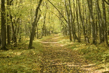 Obraz premium Autumn forest in Sengileyevsky district of Ulyanovsk region, birches with yellow and green foliage