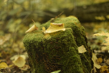 The stump is covered with green moss in Sengileyevsky district of Ulyanovsk region, Russia
