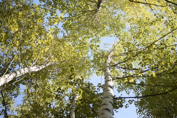 Fototapeta premium Autumn forest in Sengileyevsky district of Ulyanovsk region, birches with yellow and green foliage