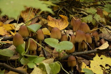 Fly agaric in the forest plantation in the autumn arboretum. Ulyanovsk Russia.