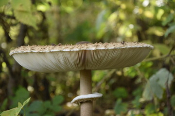 Fly agaric in the forest plantation in the autumn arboretum. Ulyanovsk Russia.