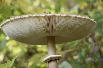 Fly agaric in the forest plantation in the autumn arboretum. Ulyanovsk Russia.