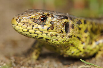 The sand lizard (Lacerta agilis) male in a natural habitat - head detail