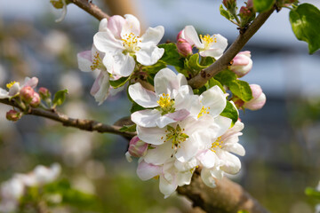 apple tree flowers close up with blurred background