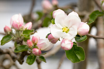 Fototapeta na wymiar apple tree flowers close up with blurred background