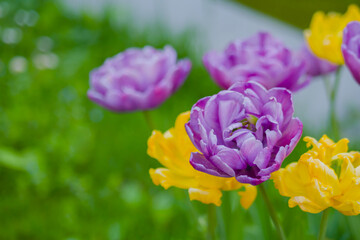 Colorful spring meadow with purple tulip negrita double and yellow tulip monte carlo flowers -...