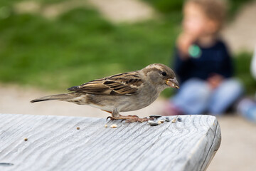 sparrow eats grains on a wooden table