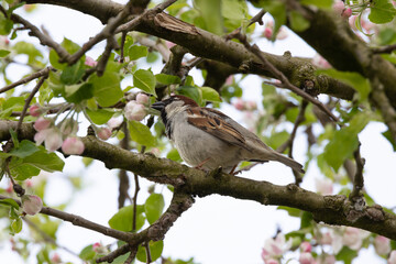 Obraz premium a sparrow sits on a blossoming branch of an apple tree