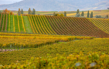 Weinberge im Herbst, Südpfalz