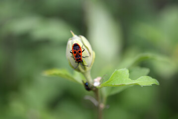 Naklejka premium Insecte gendarme
