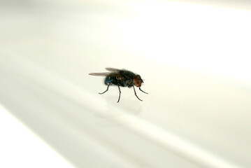 Mouche