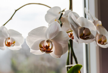 Close up view of a white flowering orchid on the window.