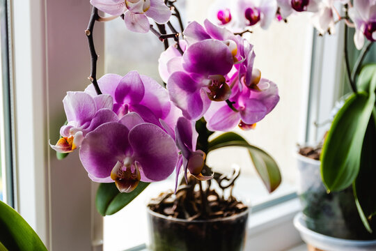 Close up view of a pink flowering orchid on the window.