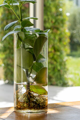 Jolie Clusier, succulent green indoor plant, in a vase revealing its roots