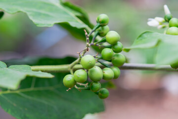 Pea Eggplant, Turkey berry on the branch