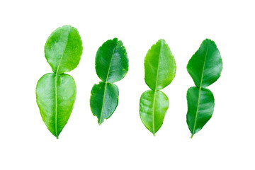 Kaffir lime leaves on white background with clipping path