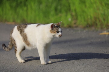 Fototapeta premium cat on the beach