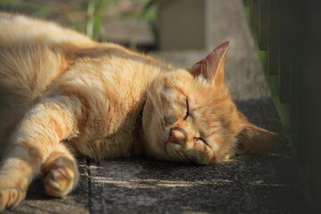 cat on the roof