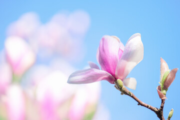 Magnolie blüht im Frühling, Blüte rosa und Himmel blau im Hintergrund