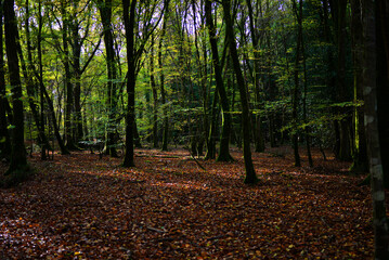 Automne feuilles forêt