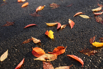 Automne feuilles sur goudron