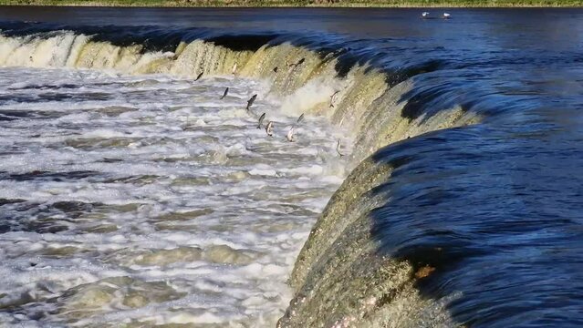 Fishes go for spawning upstream. Vimba jumps over waterfall on the Venta River. Kuldiga, Latvia.