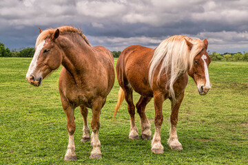 Draft horses in a Texas pasture