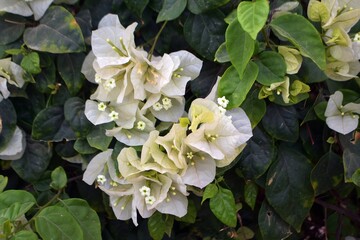 White Bougainvillea Glabra, the lesser bougainvillea or Paper Flower, in the garden. 