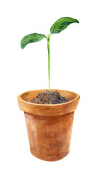 Watercolor of fresh sprouts plants in brown pot. Hand drawn illustration on white background.